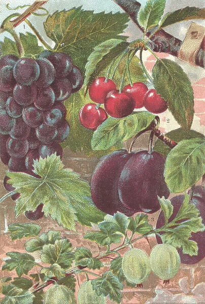 Fruits: grapes, cherries, plums (colour litho)