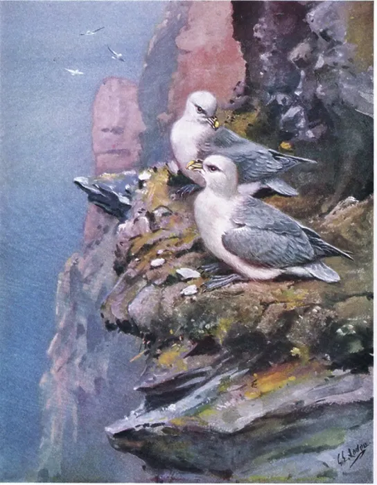 Framed Print : Fulmars (litho) Framed Print : Fulmars (litho)