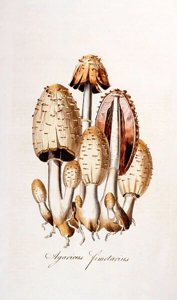 Fungi: Agaricus fimelarius [common ink-cap], illustration from