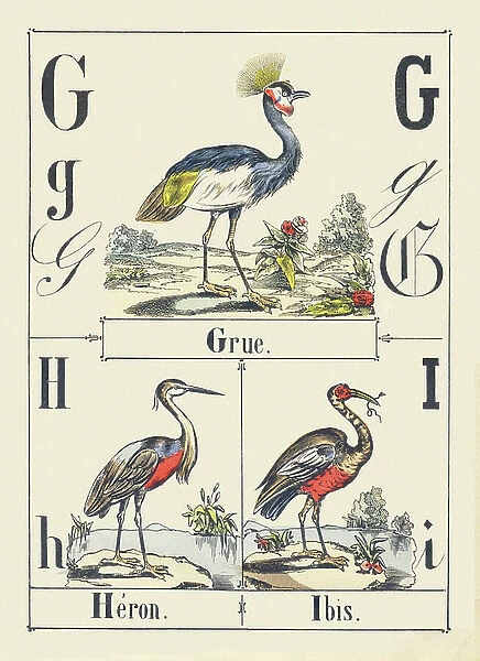 G H I: Crane, Heron, Ibis, c1880-1900 (illustration)
