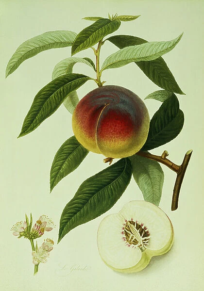 The Galande Peach (colour lithograph)