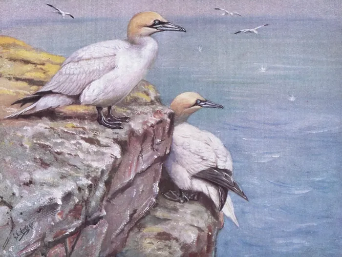 Framed Print : Gannets (litho)