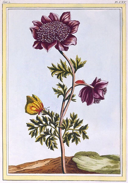 Garden Anenome (Windflower), c. 1776 (hand-coloured engraving)
