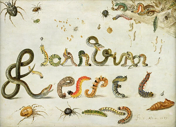 Garden and other spiders, caterpillars spell the artists name, 1657 (oil on copper)