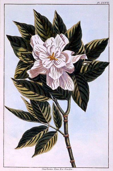 Gardenia G. augusta, illustration from Collection Precieuse et Enluminee Des