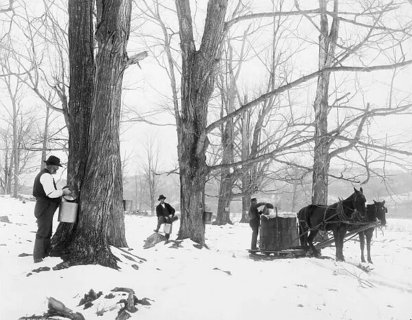 Gathering sap in a Vermont maple sugar camp, 1900-06 (b  /  w photo)
