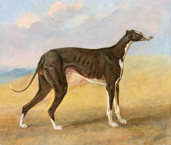 One of George Lane Foxs Winning Greyhounds: the Black and White Greyhound, Turk