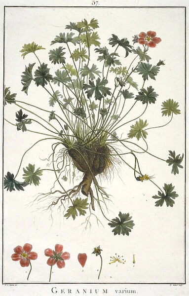 Geranium varium, from Geraniologia, seu Erodii, Pelargonii