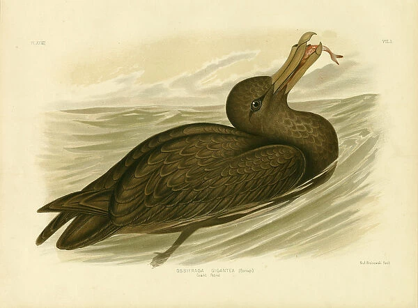 Giant Petrel, 1891 (colour litho)
