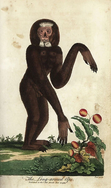 Gibbon agile ou ungko - Agile gibbon, Hylobates agilis, endangered, Long-armed ape - Handcoloured copperplate engraving by J. Pass after an illustration by Johann Jakob Ihle from Ebenezer Sibly's Universal System of Natural History, London, 1795
