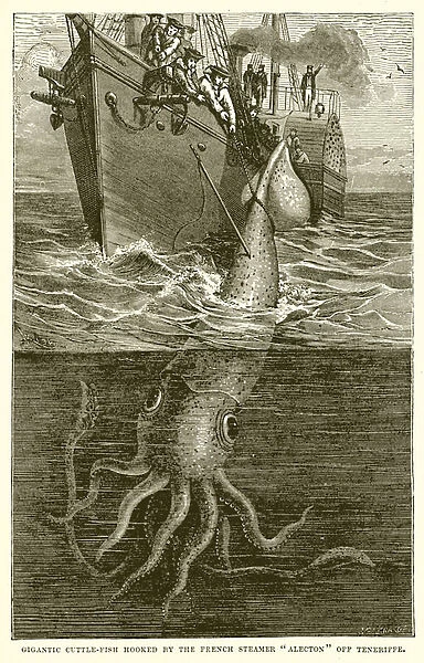 Gigantic Cuttle-Fish Hooked by the French Steamer 'Alecton'Off Teneriffe (engraving)