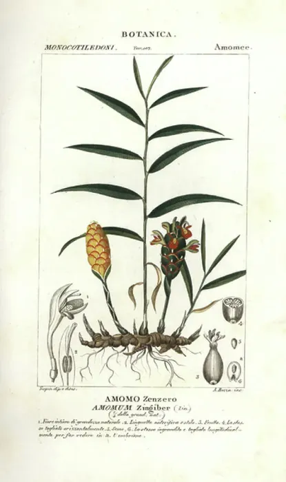 Framed Print : Ginger root