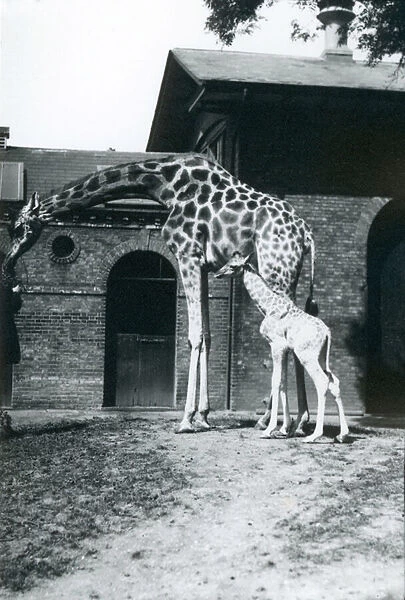 Giraffe with 3 day old baby and keeper at London Zoo, 1914. (b  /  w photo)