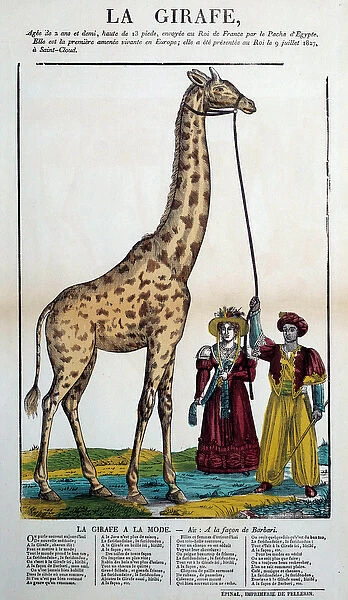 The giraffe offered by the Pasha of Egypt to the King of France Charles X (1757-1836