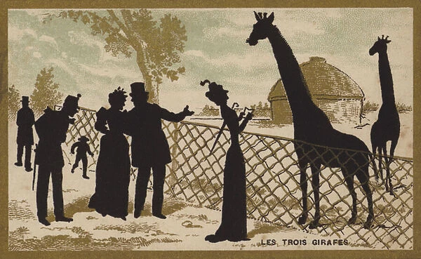 The three giraffes (chromolitho)