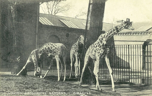 Giraffes, London Zoo (b  /  w photo)