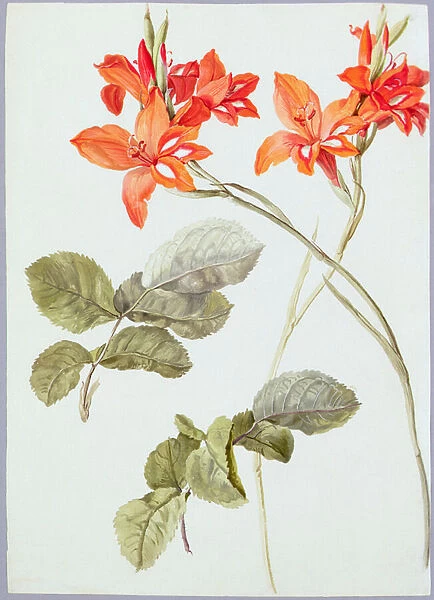 Gladiolus and Rose Leaves, c. 1790 (w  /  c on paper)