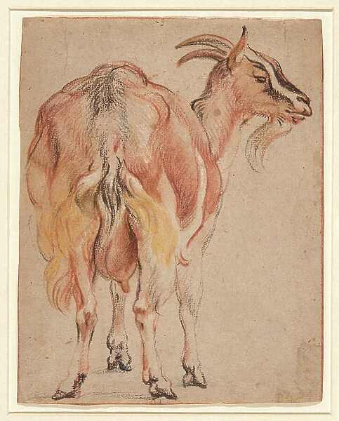 Goat, c. 1657 (chalk & wash heightened with white)