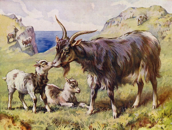 Goat and kids (colour litho)