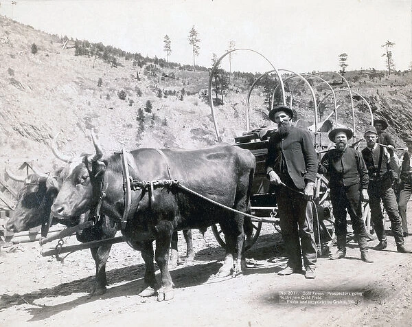 Gold Fever in South Dakota, 1889 (b  /  w photo)