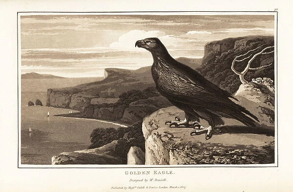Golden eagle, Aquila chrysaetos, standing on the edge of a cliff 1807 (aquatint)