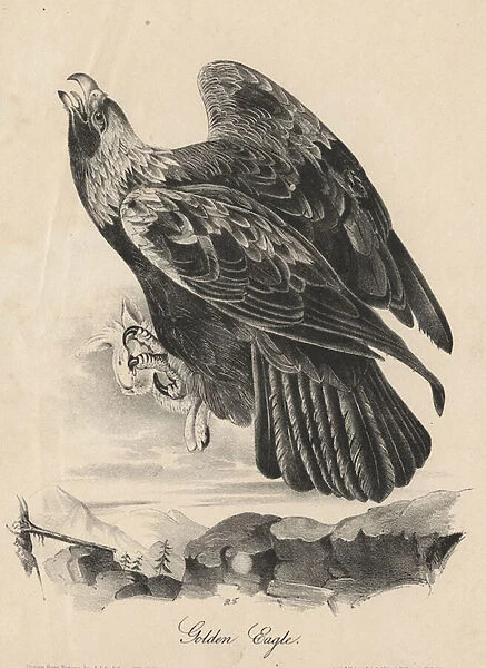 Golden Eagle, litho by J. T. Bowen, from Birds of America, 1840 (litho)