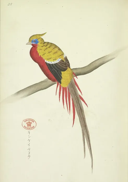 Framed Print : Golden pheasant