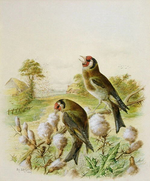 Goldfinches on thistles, 1889 (w  /  c)
