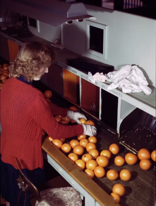 Framed Print : Grading oranges Framed Print : Grading oranges