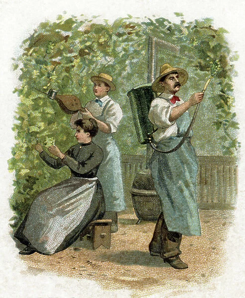 Grape Chasselas cultivation at Fontainebleau, near Paris. 19th century (chromolithograph)