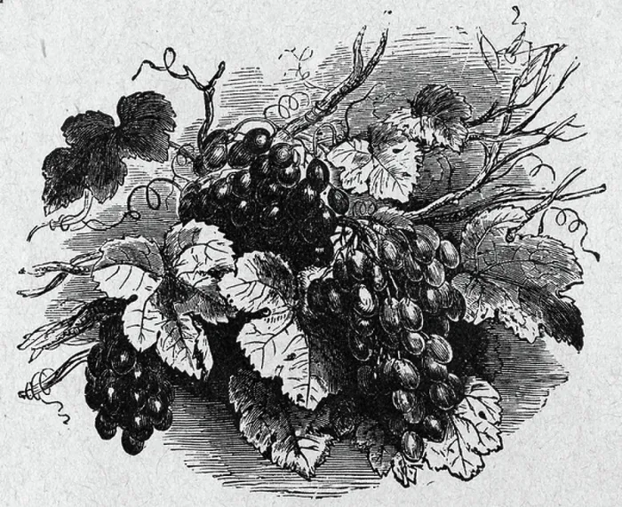 Framed Print : Grapes. UIG2596310 Grapes; (add.info.: Religion The Holy Bible Framed Print : Grapes. UIG2596310 Grapes; (add.info.: Religion The Holy Bible