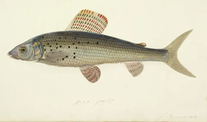 Framed Print : Grayling. BL3292383 Grayling.; British Library, London, UK; (add.info.