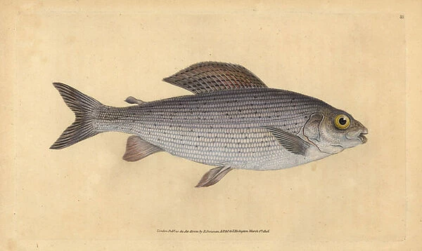 Grayling, Thymallus thymallus (Salmo thymallus). Handcoloured copperplate drawn and engraved by Edward Donovan from his Natural History of British Fishes, Donovan and F. C. and J. Rivington, London, 1802-1808