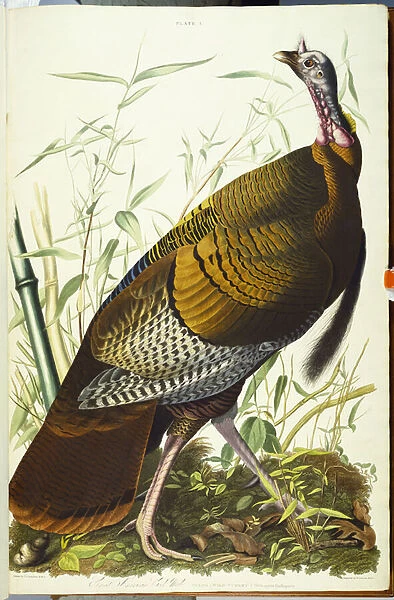 Great American Beck Male. Wild Turkey (Meleagris Gallopavo) plate I from