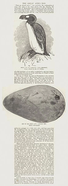 The Great Auks Egg (engraving)