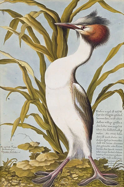 Great Crested Grebe (Podiceps cristatus) c. 1748 (w  /  c on paper)