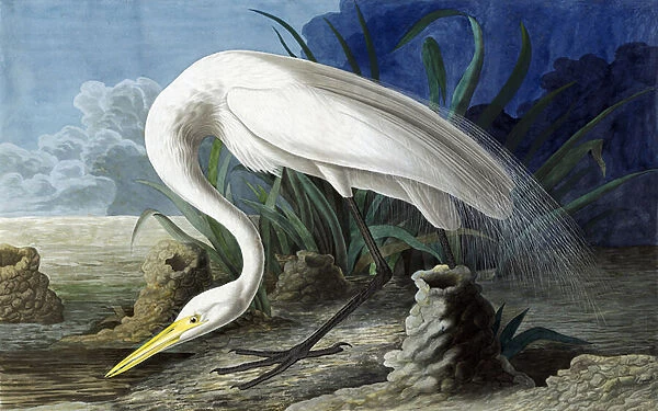 Great Egret, Casmerodius Albus, from 'The Birds of America'by John J
