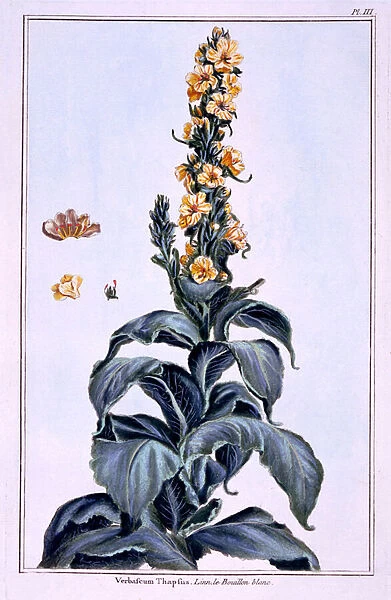 Great Mullein (coloured engraving)