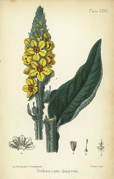 Great mullein, Verbasum thapsus. Handcoloured lithograph by Charlotte Caroline Sowerby after an illustration by James Sowerby from Edward Hamilton's Flora Homeopathica, Bailliere, London, 1852