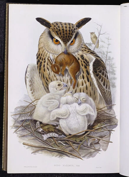 A Great Owl and Chicks, from The Birds of Europe