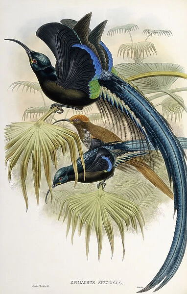 Great Sicklebilled Bird of Paradise (Epimachus Speciosus)