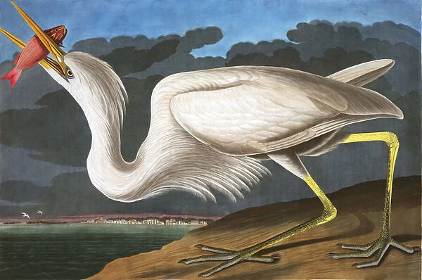 Great White Heron, Ardea Occidentalis, from 'The Birds of America'by John J