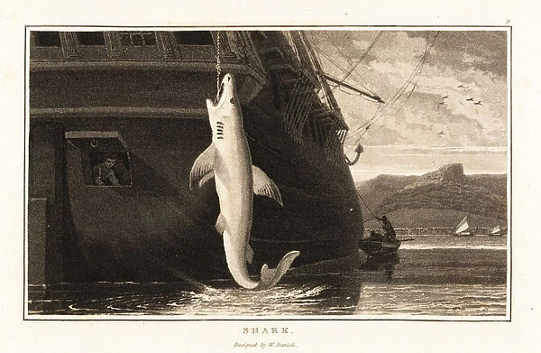 Great white shark, Carcharodon carcharias, hanging from a line. 1807 (aquatint)