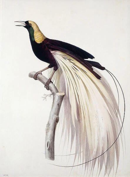 Greater Bird of Paradise, Male (Paradisaea apoda), 1794 (black chalk, pen and watercolour