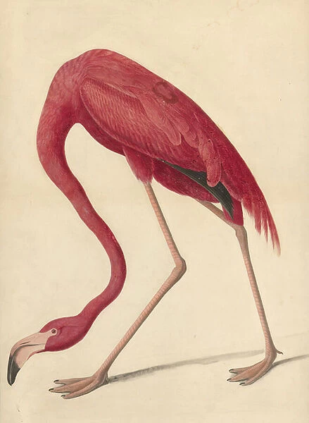 Greater Flamingo, 1838 (w  /  c, egg whit & graphite on paper)