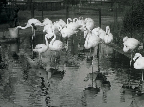 Greater Flamingos on their pond at London Zoo, 1926 (b  /  w photo)