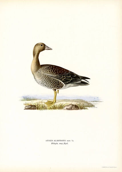 Greater White-fronted Goose (colour litho)