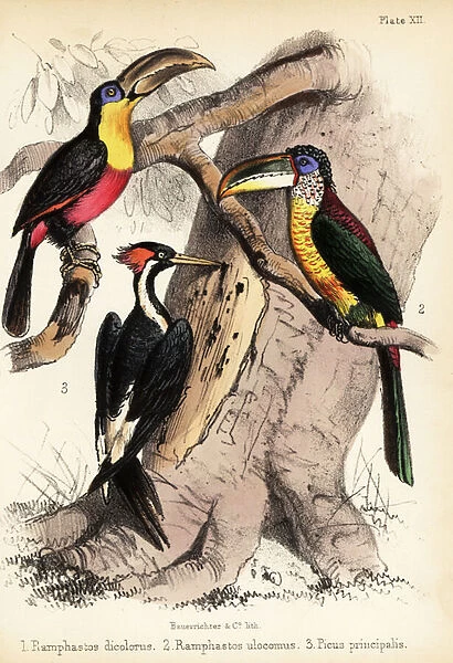 Green-billed toucan, curl-crested aracari and ivory-billed woodp 1855 (lithograph)