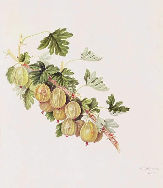 Green Gooseberry, 1815 (w  /  c on paper)