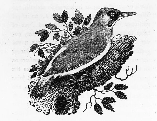 The Green Woodpecker, illustration from A History of British Birds by Thomas Bewick